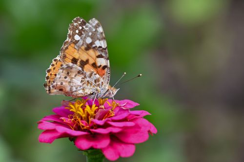 Free A Painted Lady butterfly delicately perched on a blooming pink zinnia, captured in a vivid close-up. Stock Photo