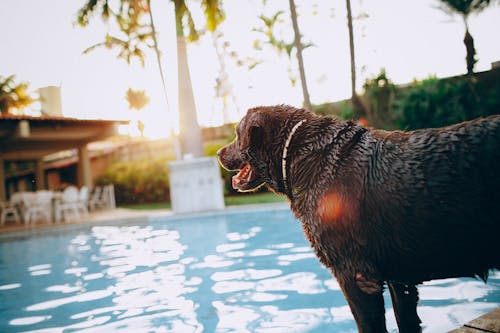Dog near the pool