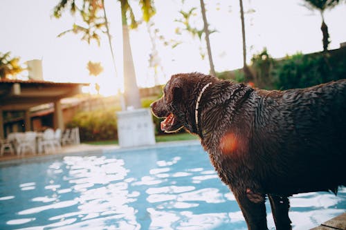 Sid view of wet chocolate Labrador Retriever standing at poolside with tongue out on sunny day in tropical resort