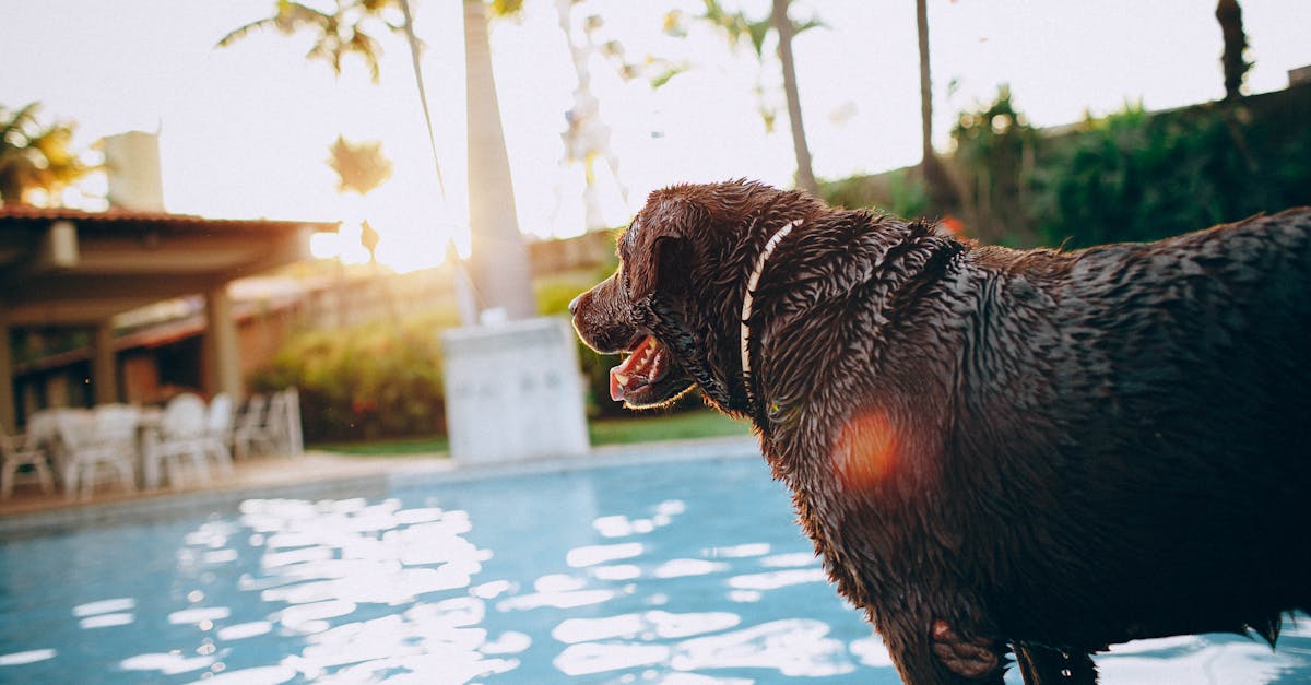 How much water does a dog drink in a day