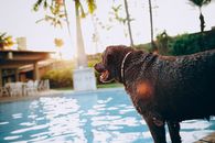 在阳光明媚的热带度假胜地，一只湿漉漉的巧克力色拉布拉多猎犬站在泳池边，吐着舌头