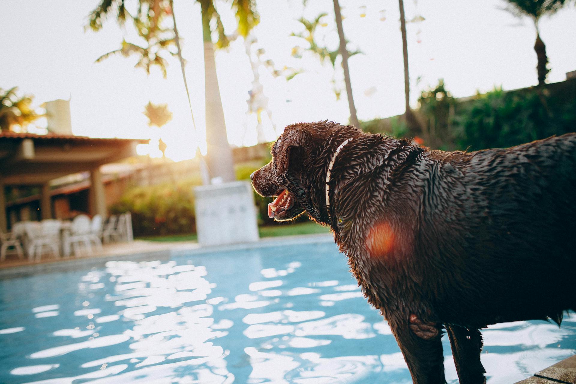 Zicht op natte chocolade labrador retriever bij het zwembad met tong uit op een zonnige dag in een tropisch resort