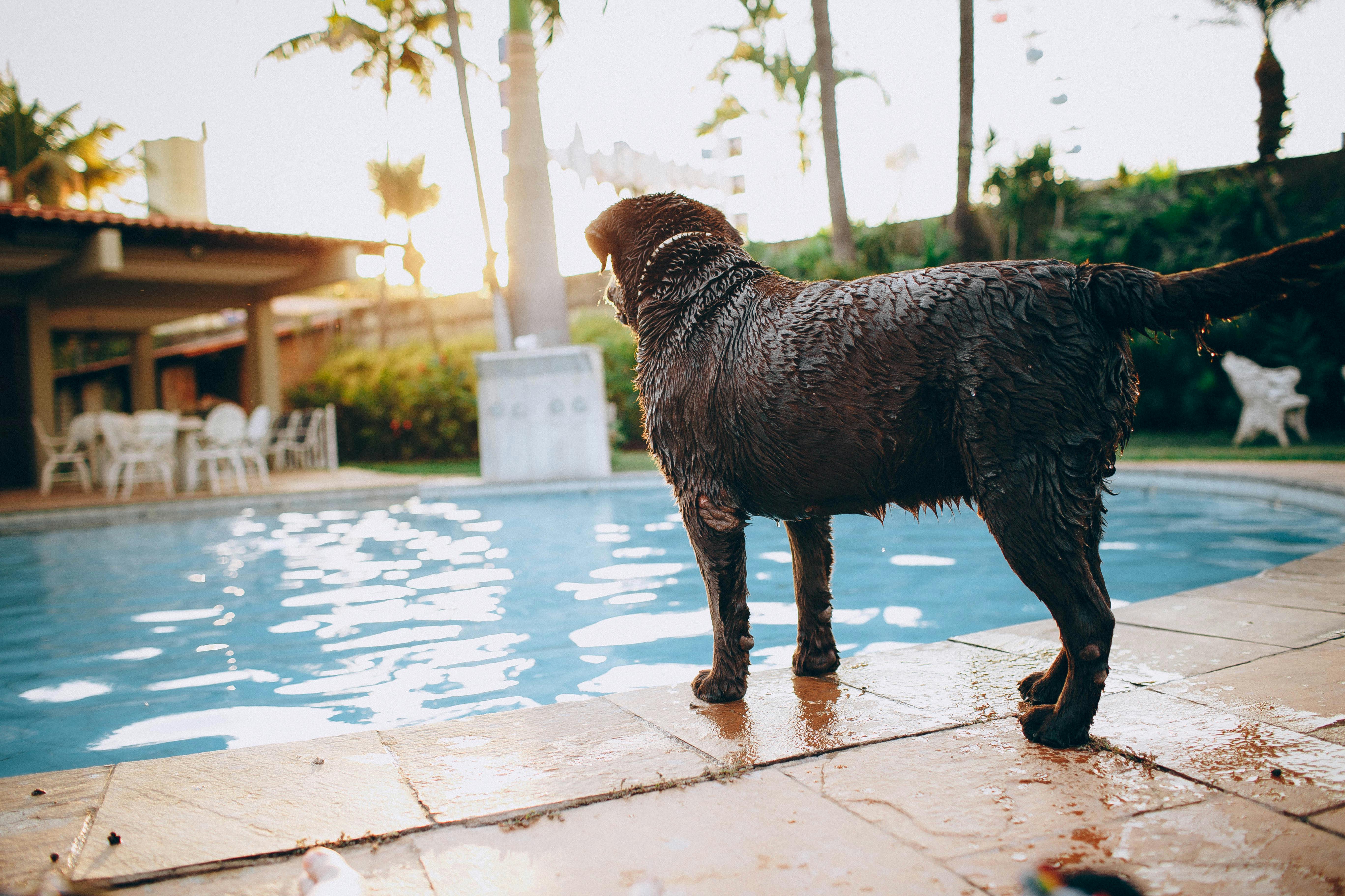 Wet chocolate purebred dog standing at poolside in tropical resort