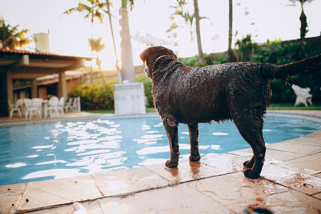 Free Wet chocolate purebred dog standing at poolside in tropical resort Stock Photo