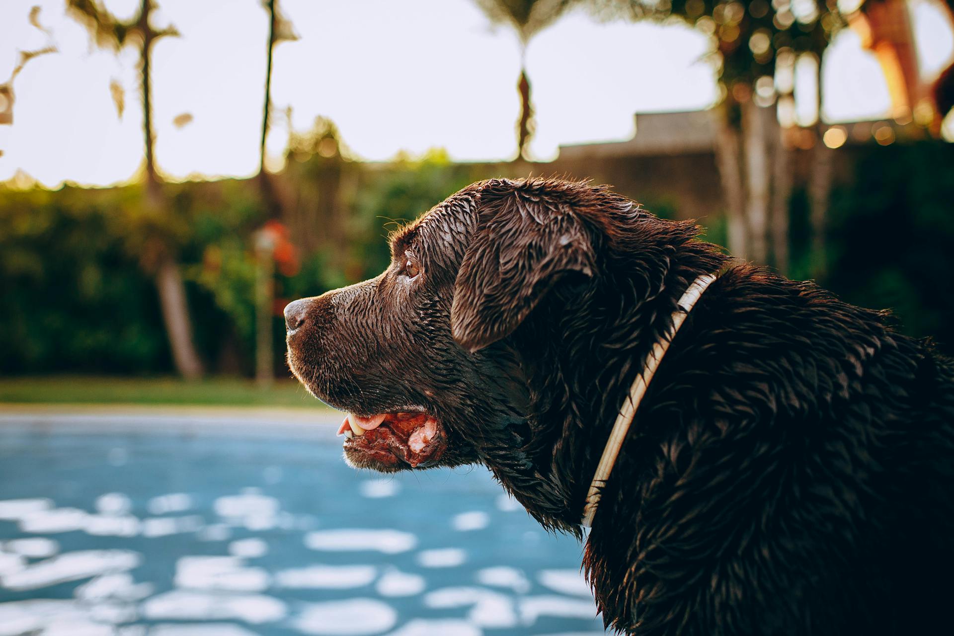 Side view of adorable obedient chocolate Labrador Retriever dog standing at poolside and looking away on sunny day