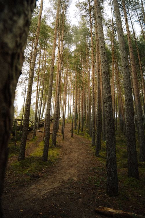 Free A scenic view of tall pine trees lining a woodland path during the daytime. Stock Photo