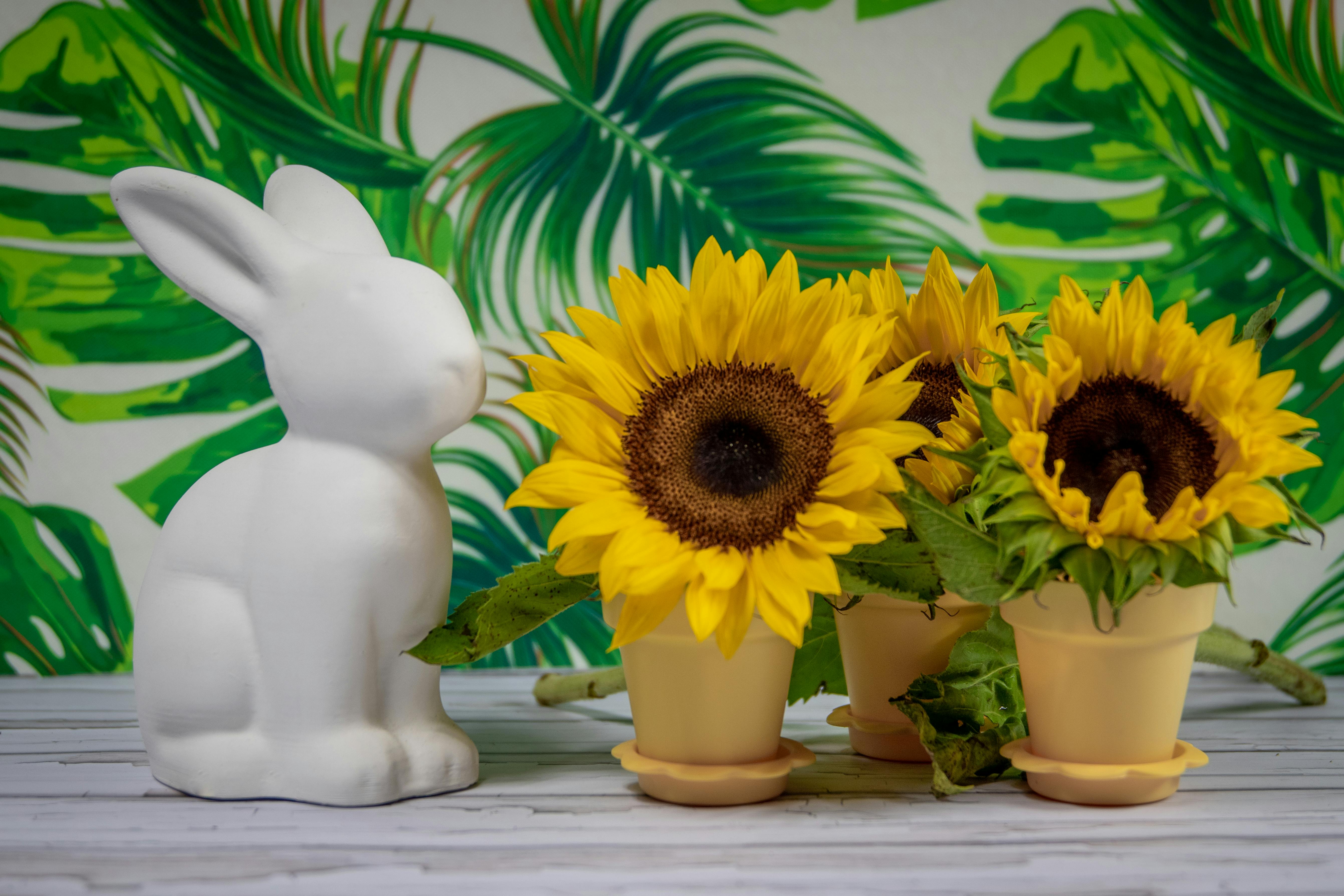 Yellow Sunflower in Yellow Vase · Free Stock Photo
