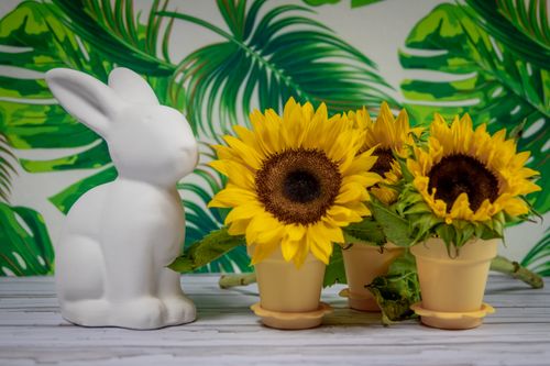 Free Vibrant sunflowers in pots beside a ceramic rabbit, with tropical leaf wallpaper. Stock Photo