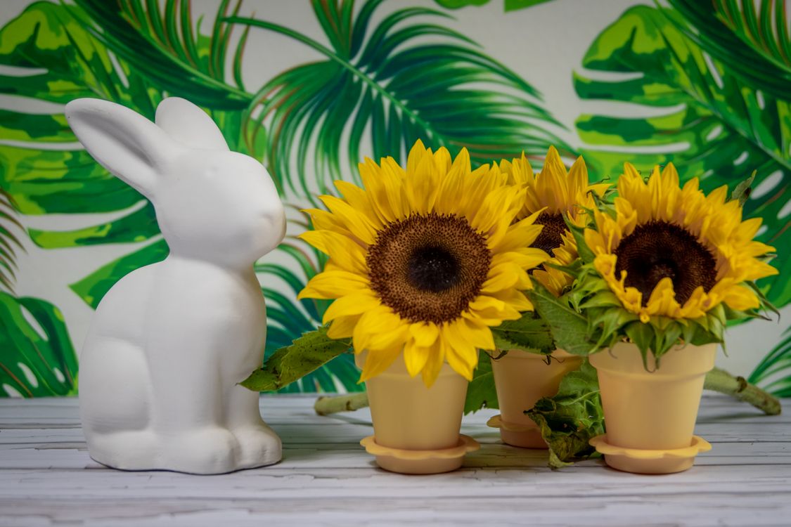 Yellow Sunflower in Yellow Vase · Free Stock Photo