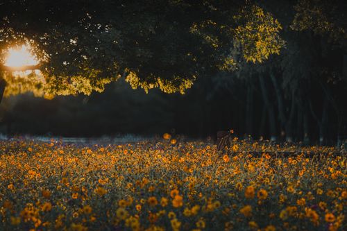Free Peaceful view of a flower field under trees at sunset with warm sunlight. Stock Photo