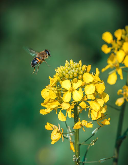 Free Close-up of a honeybee flying towards yellow mustard flowers, captured in detail. Stock Photo