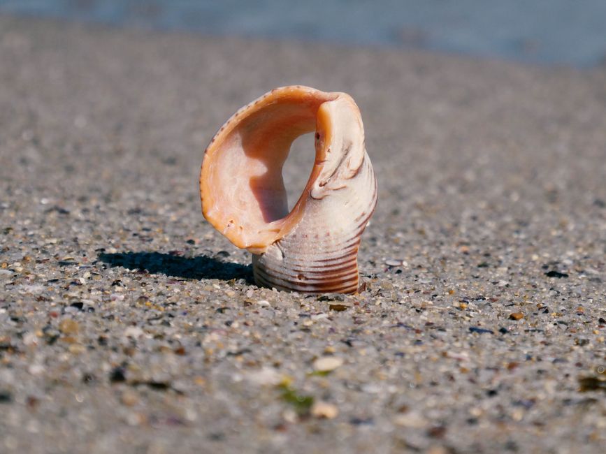Fotomural Una vista detallada de una concha marina en espiral que reposa sobre una playa de arena, mostrando sus texturas y colores naturales.