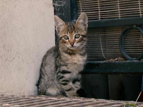 Free Adorable tabby kitten sitting by a metal grate looking curiously at the camera. Stock Photo