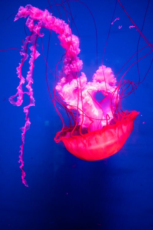 Free A striking pink jellyfish illuminated against a deep blue sea backdrop, showcasing stunning marine beauty. Stock Photo