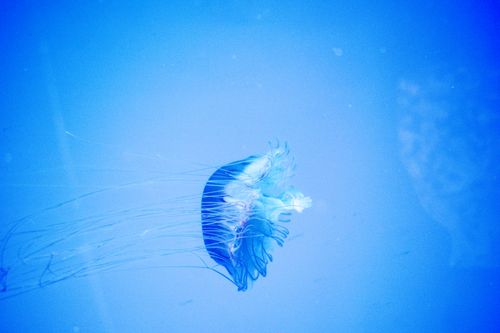 Free Captivating image of a single jellyfish gliding in the deep blue sea, showcasing its ethereal beauty. Stock Photo