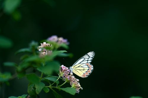 Free stock photo of butterfly, fauna, flora Stock Photo