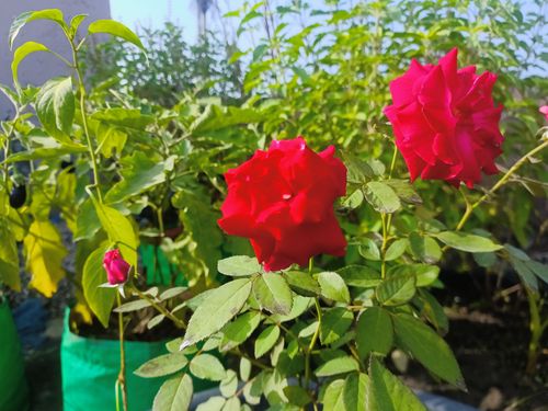 Free stock photo of a red red rose, abstract flower, green plant Stock Photo