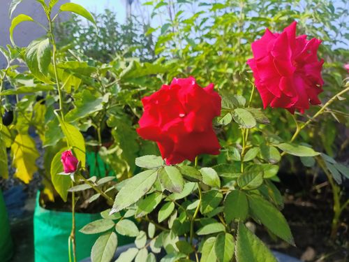 Free stock photo of a red red rose, abstract flower, green plant Stock Photo