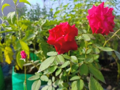 Free stock photo of a red red rose, abstract flower, green plant Stock Photo