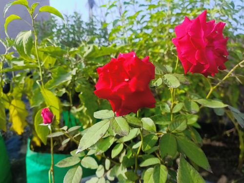 Free stock photo of a red red rose, abstract flower, green plant Stock Photo