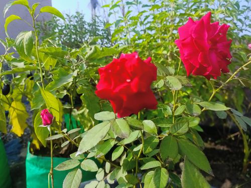 Free stock photo of a red red rose, abstract flower, green plant Stock Photo