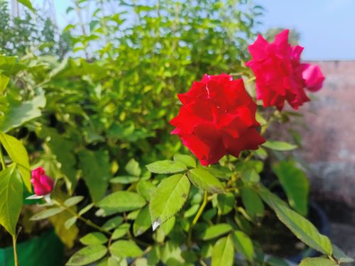 Free stock photo of a red red rose, abstract flower, green plant Stock Photo