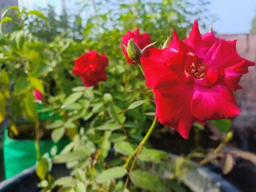 Free stock photo of a red red rose, abstract flower, green plant Stock Photo