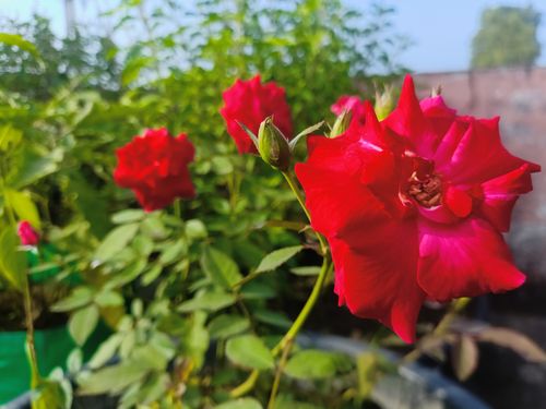 Free stock photo of a red red rose, abstract flower, green plant Stock Photo