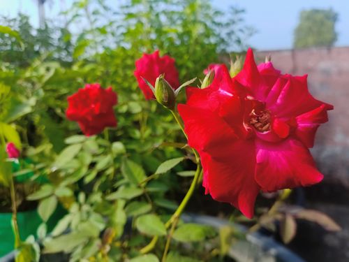Free stock photo of a red red rose, abstract flower, green plant Stock Photo