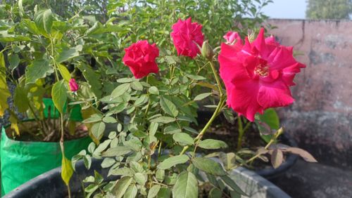 Free stock photo of a red red rose, abstract flower, green plant Stock Photo