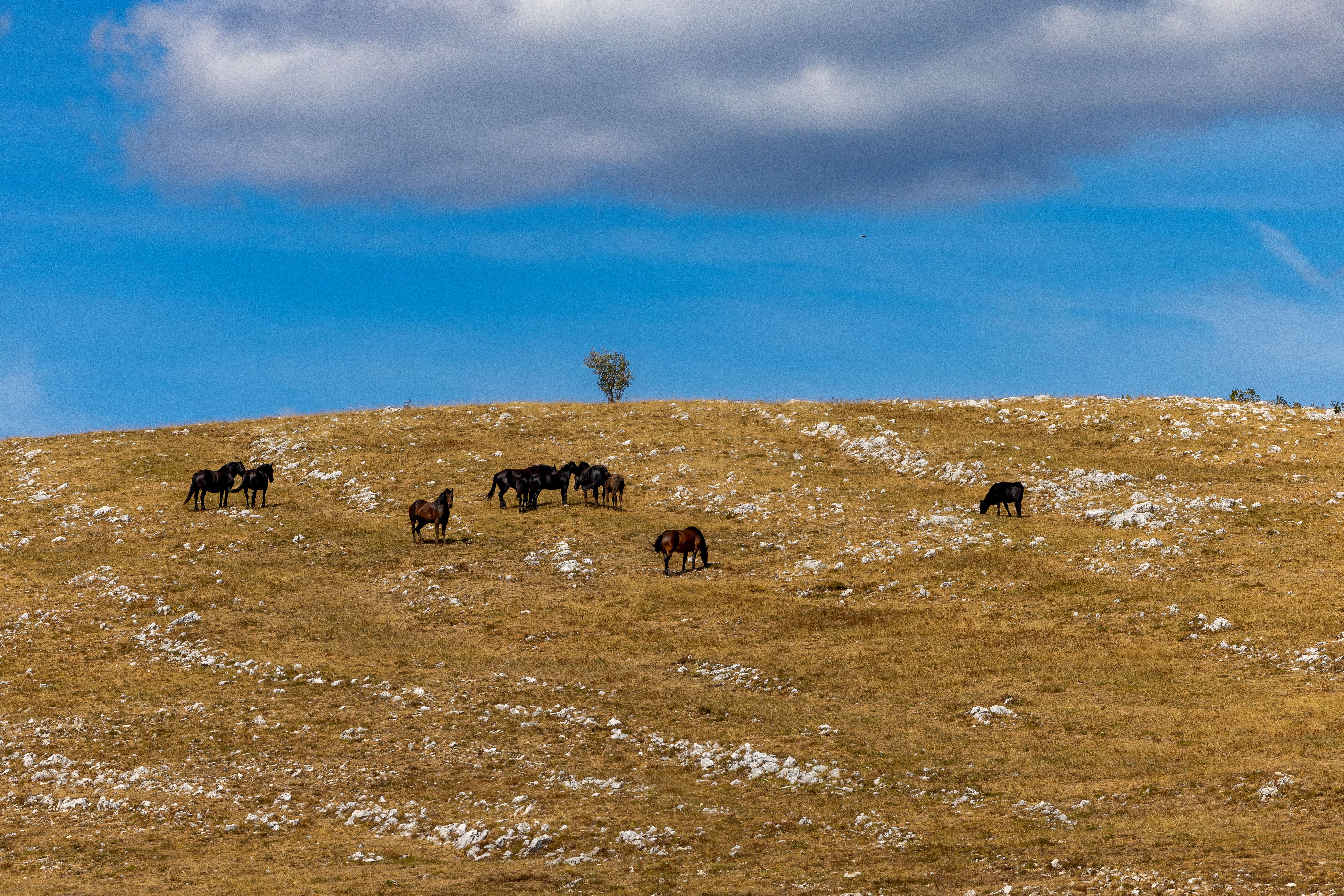 Feral horses peacefully grazing on the rolling hills of Tomislavgrad under a clear blue sky.