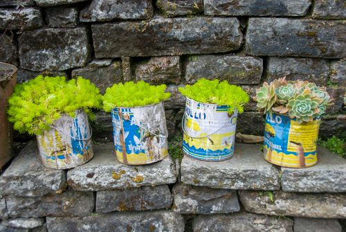 Free Colorful succulents and greenery in weathered paint cans against stone wall create rustic charm. Stock Photo