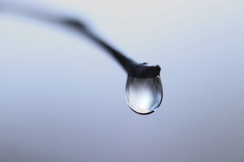 Free Macro shot of a single water droplet delicately hanging from a branch. Stock Photo