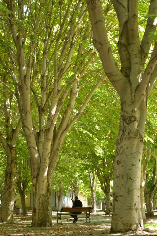 Free Serene park setting with a lone person on a bench under sunlit trees. Stock Photo