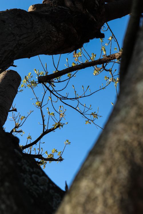 Free stock photo of sky, tree Stock Photo