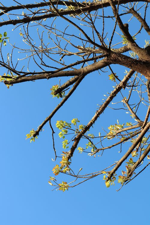 Free Close-up of tree branches with fresh leaves against a vibrant blue sky, signifying spring. Stock Photo