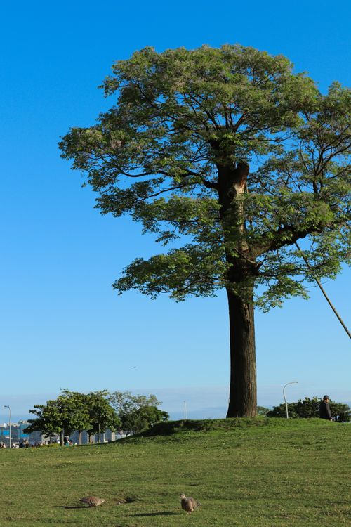 Free A large tree with lush green leaves stands tall in a sunny park under a clear blue sky. Stock Photo
