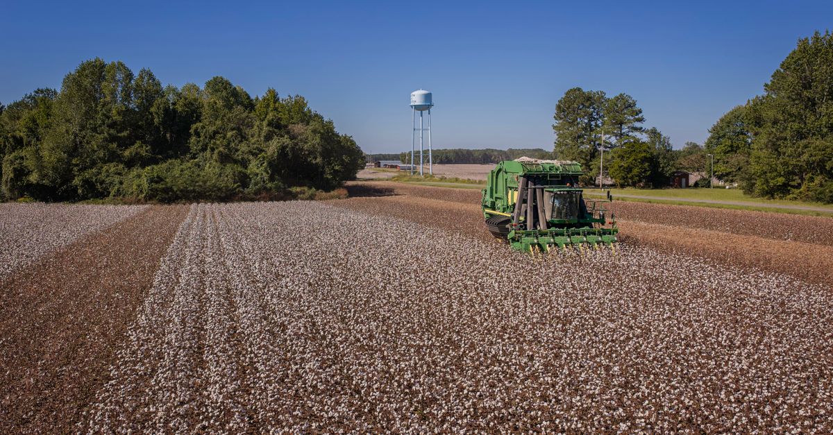 A green harvester works across a vast cotton field under a clear blue sky in North Carolina.