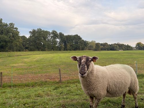 Free A sheep standing in a serene, expansive field during a sunny day. Stock Photo