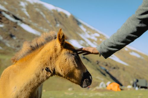 Free A human gently pats a young horse in a scenic outdoor mountain setting. Stock Photo