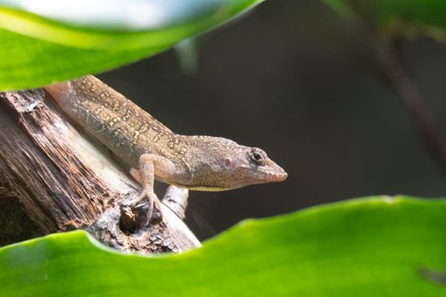 Free Close-up of a green anole lizard on a tree branch surrounded by leaves. Stock Photo