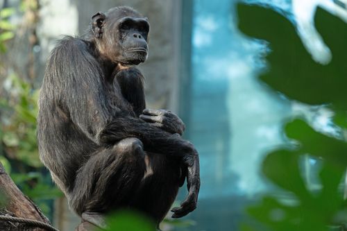Free Chimpanzee sitting pensively in a naturalistic zoo environment in Munich. Stock Photo