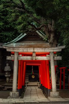 郁郁葱葱的绿植环绕着传统的日本神社，红色的鸟居构成了一幅宁静祥和的景象。 - 相关推荐