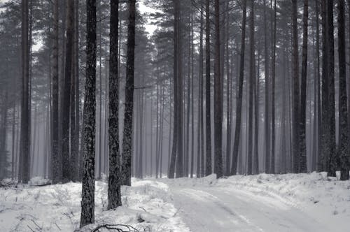 Gratis arkivbilde med natur, skog, snø