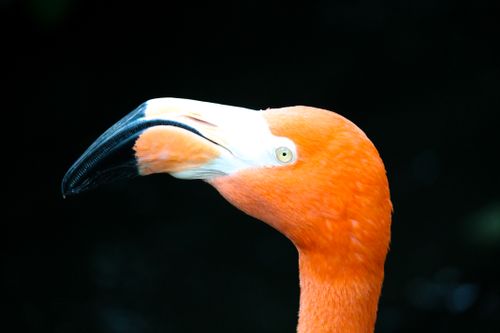Free Detailed close-up of a vibrant pink flamingo head against a dark background. Stock Photo
