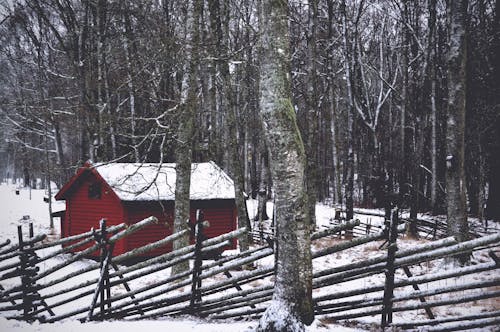 겨울, 나무, 눈의 무료 스톡 사진