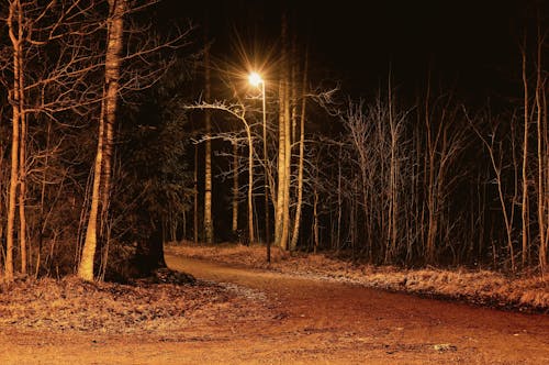 가로등, 나무, 밤의 무료 스톡 사진