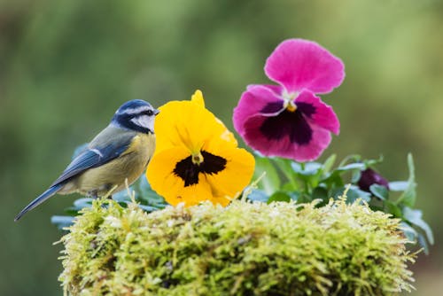 Gratis lagerfoto af blåmejse, blomster, dyreliv