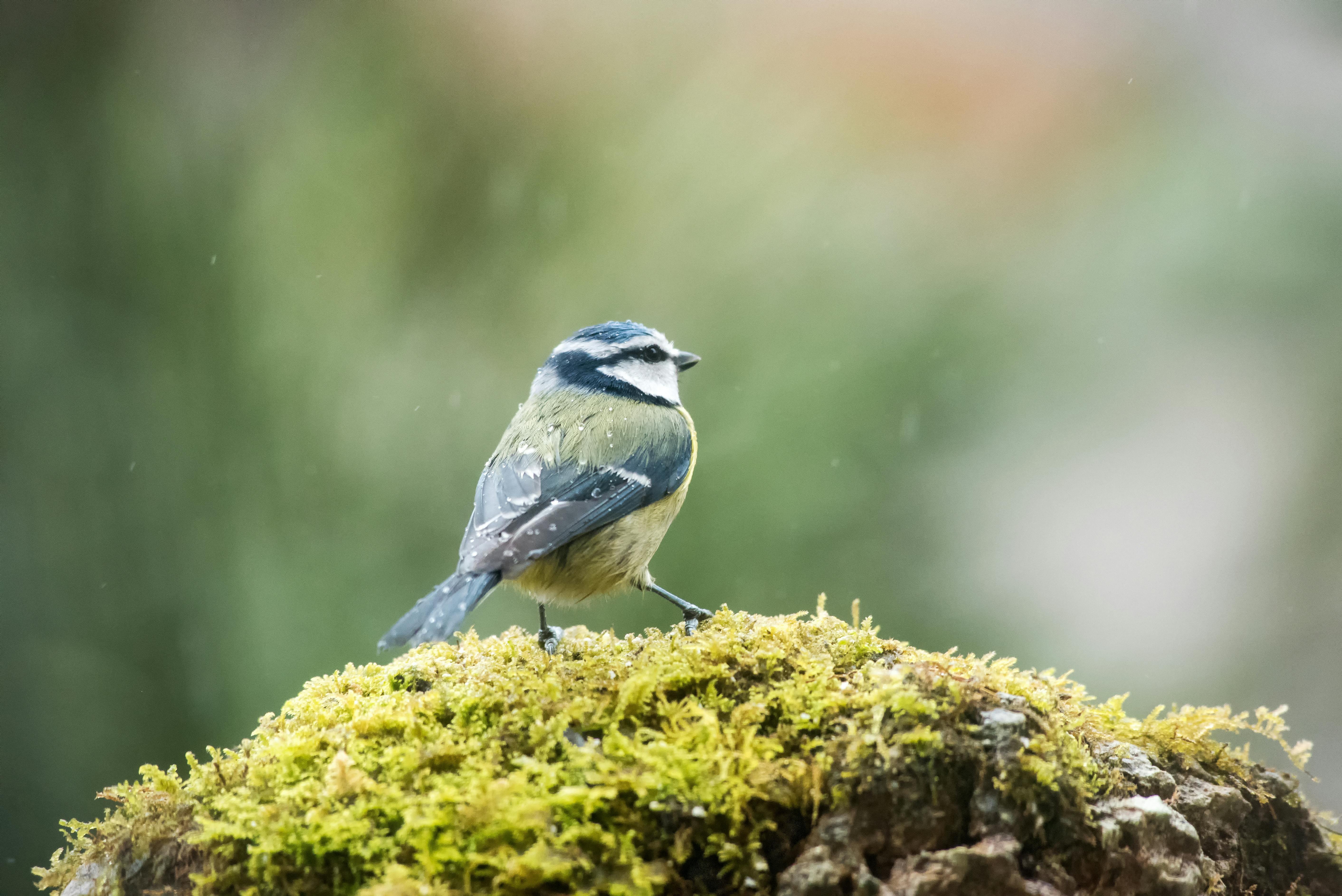 Vibrant Blue Bird Perched on Mossy Rock 55055067 Stock Photo at Vecteezy, image size:5650x3772