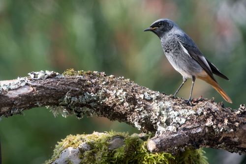Free A Black Redstart bird sits on a lichen-covered branch surrounded by nature outdoors. Stock Photo